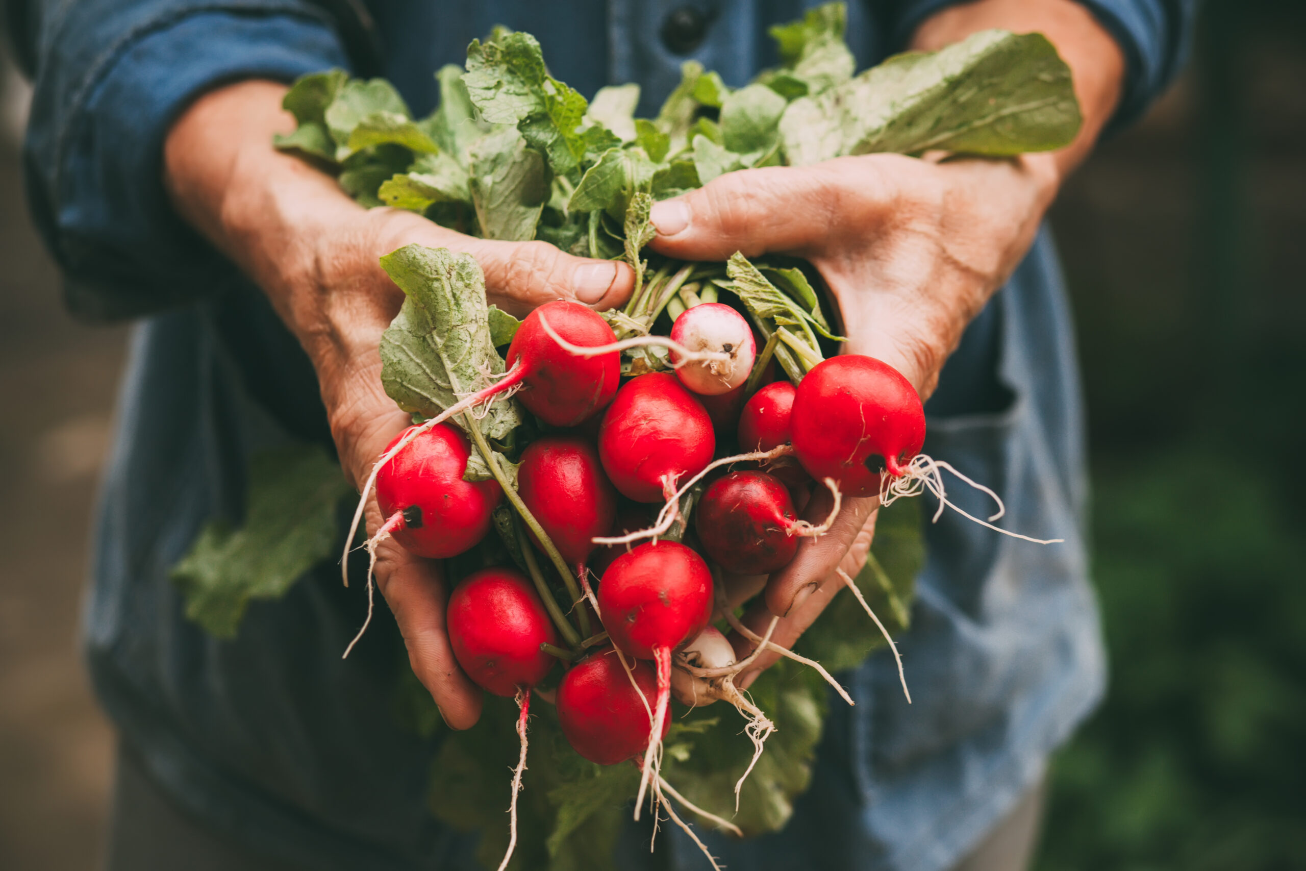 A picture of two hands holding a bunch of red radishes close to the camera.