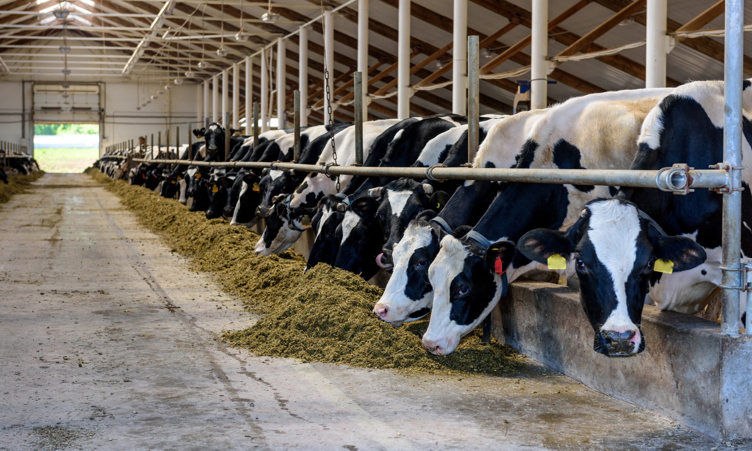 A photo of dairy cows housed in a barn eating in a line.