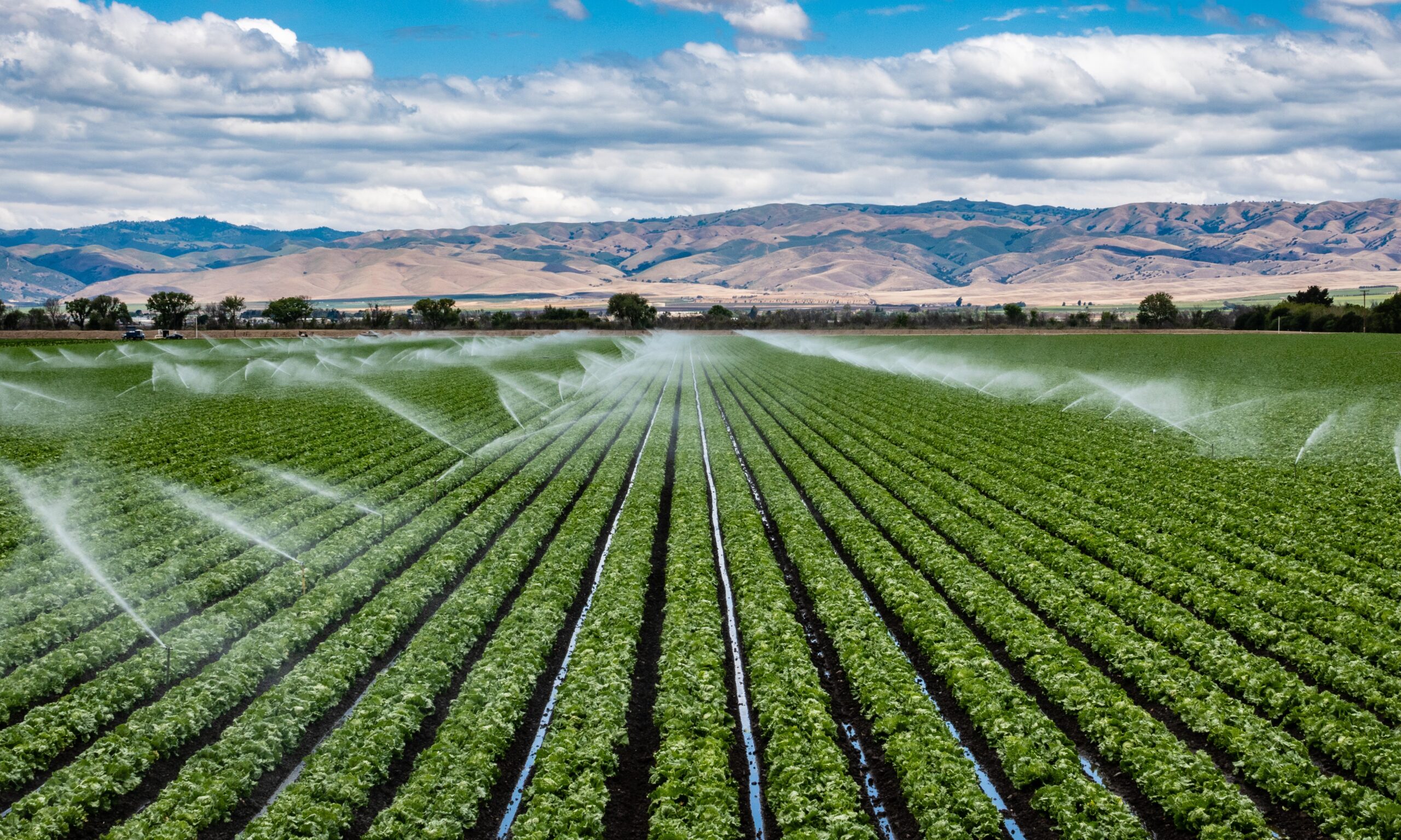 A large field of romaine lettuce in California - set against a blue sky with clouds. Irrigation is spraying water across the lettuce.