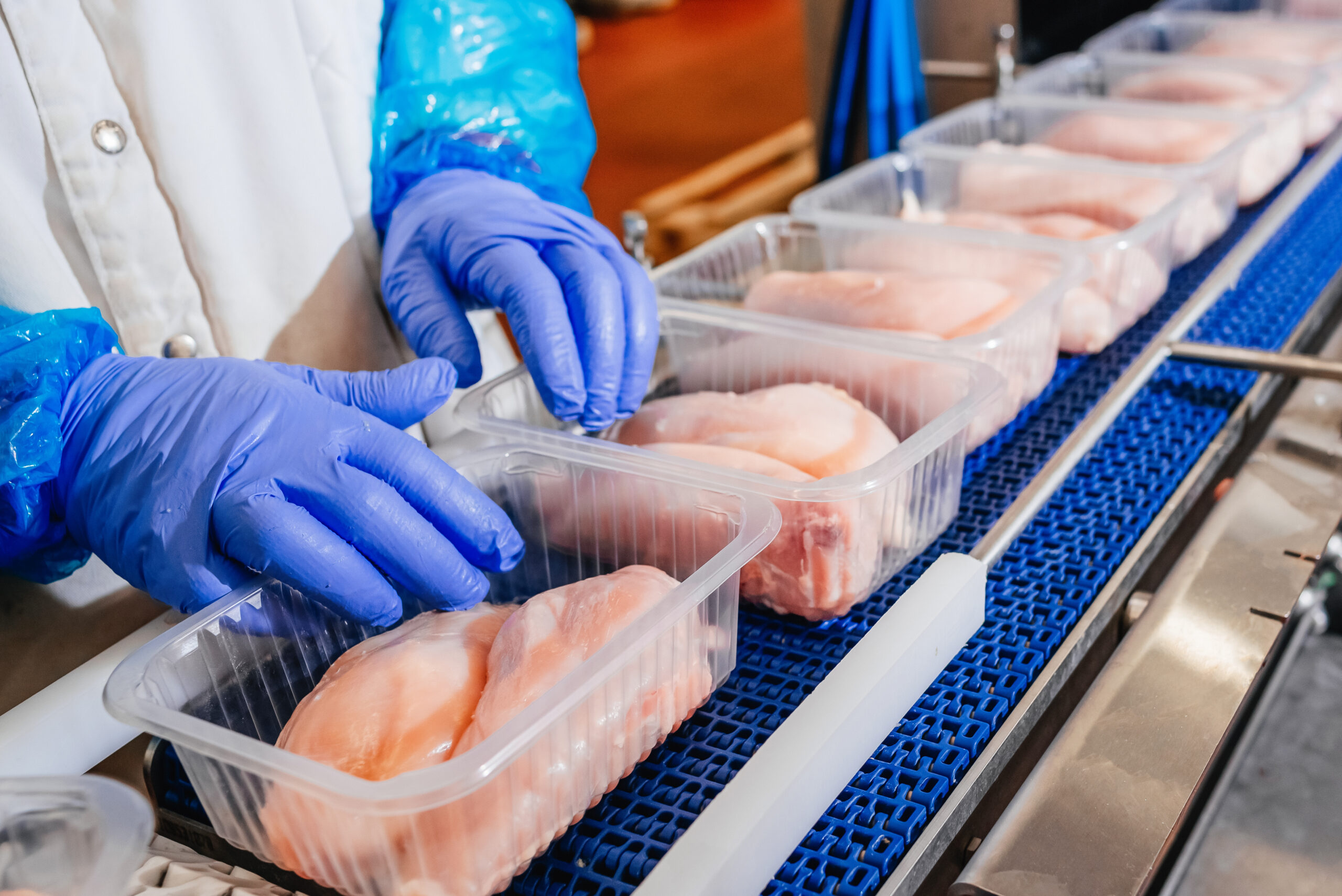 Blue gloved-hands sit on top of chicken that is packaged in plastic. Conveyor Belt Food.Modern poultry processing plant. Meat processing plant. Chicken fillet production line.