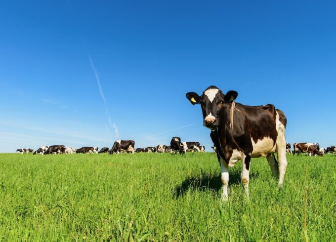 A dairy cow stands on green grass against a bright blue sky. A herd of dairy cows can be seen in the distance.