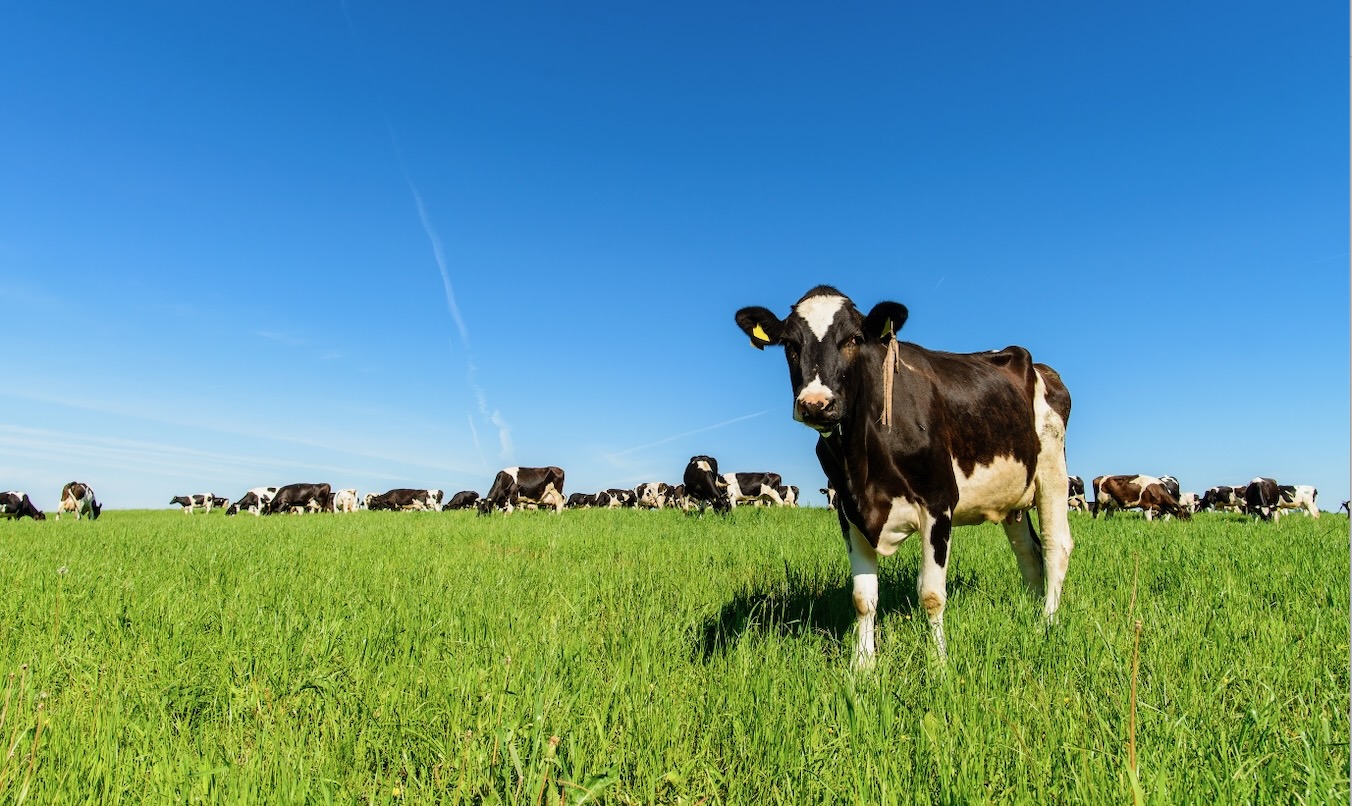 A dairy cow stands on green grass against a bright blue sky. A herd of dairy cows can be seen in the distance.